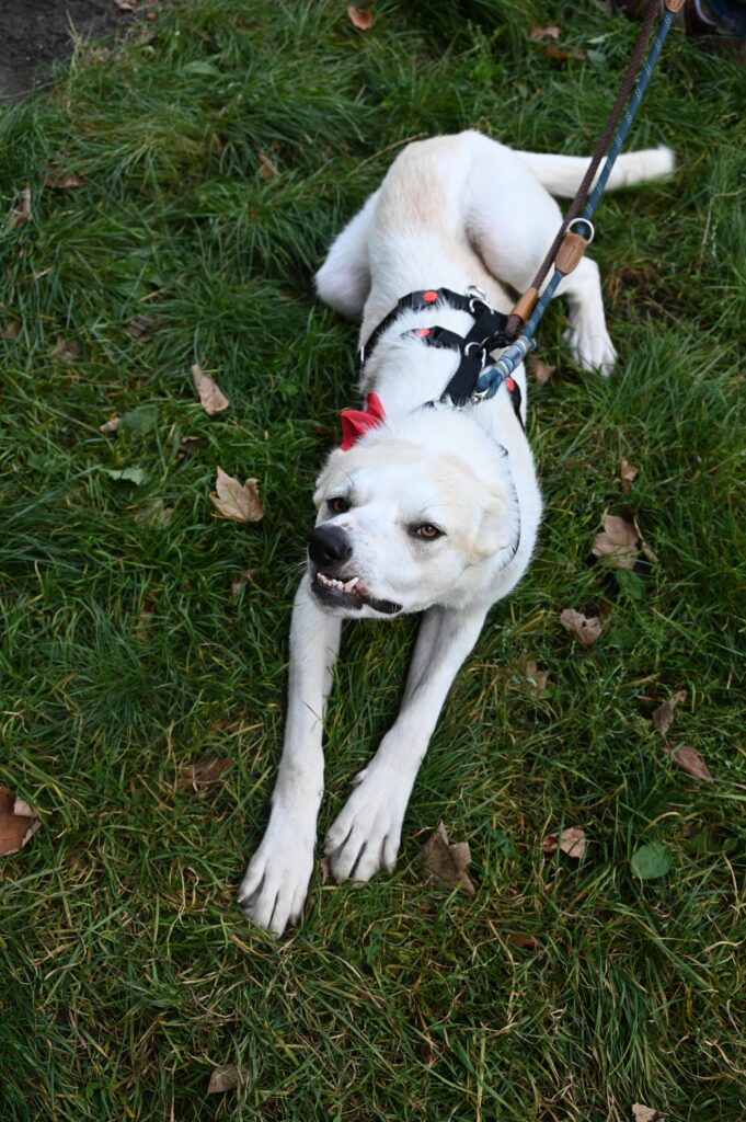 Hündin Bela adoptieren