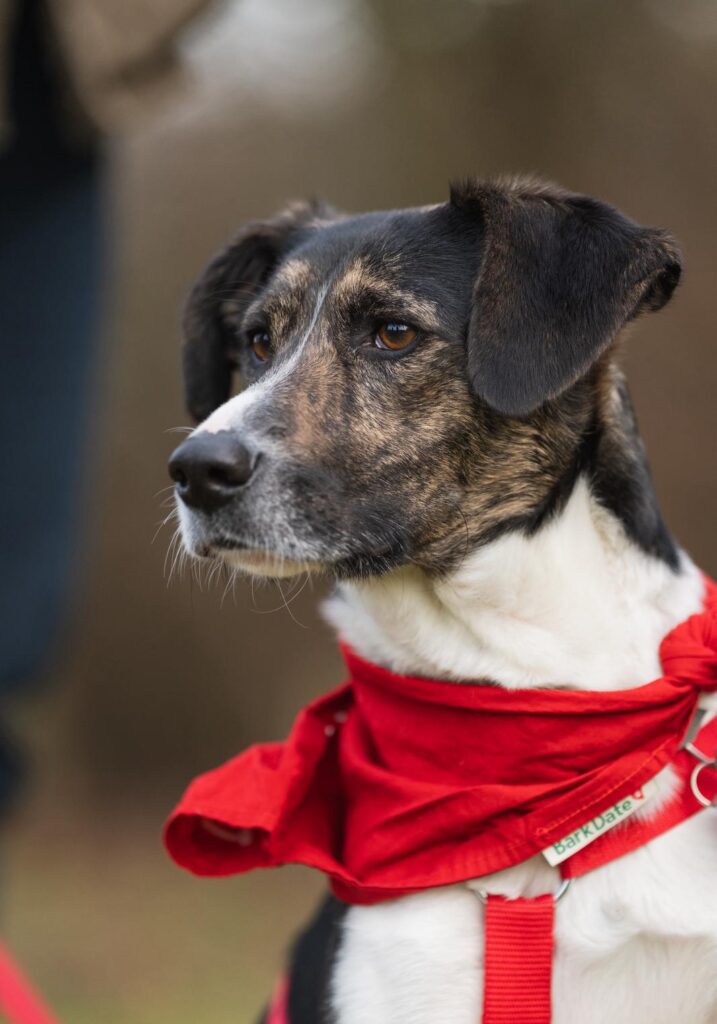Rüde Flecki adoptieren