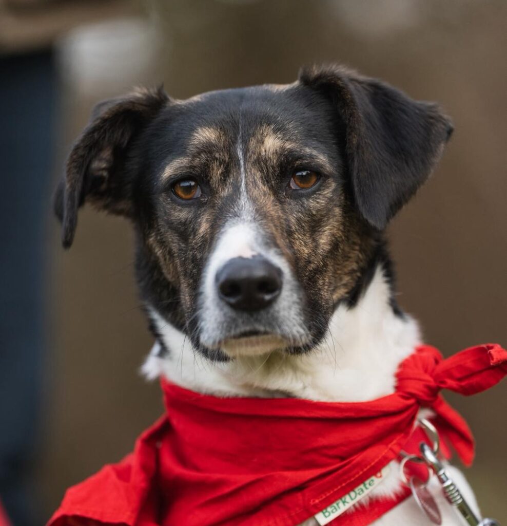 Rüde Flecki adoptieren