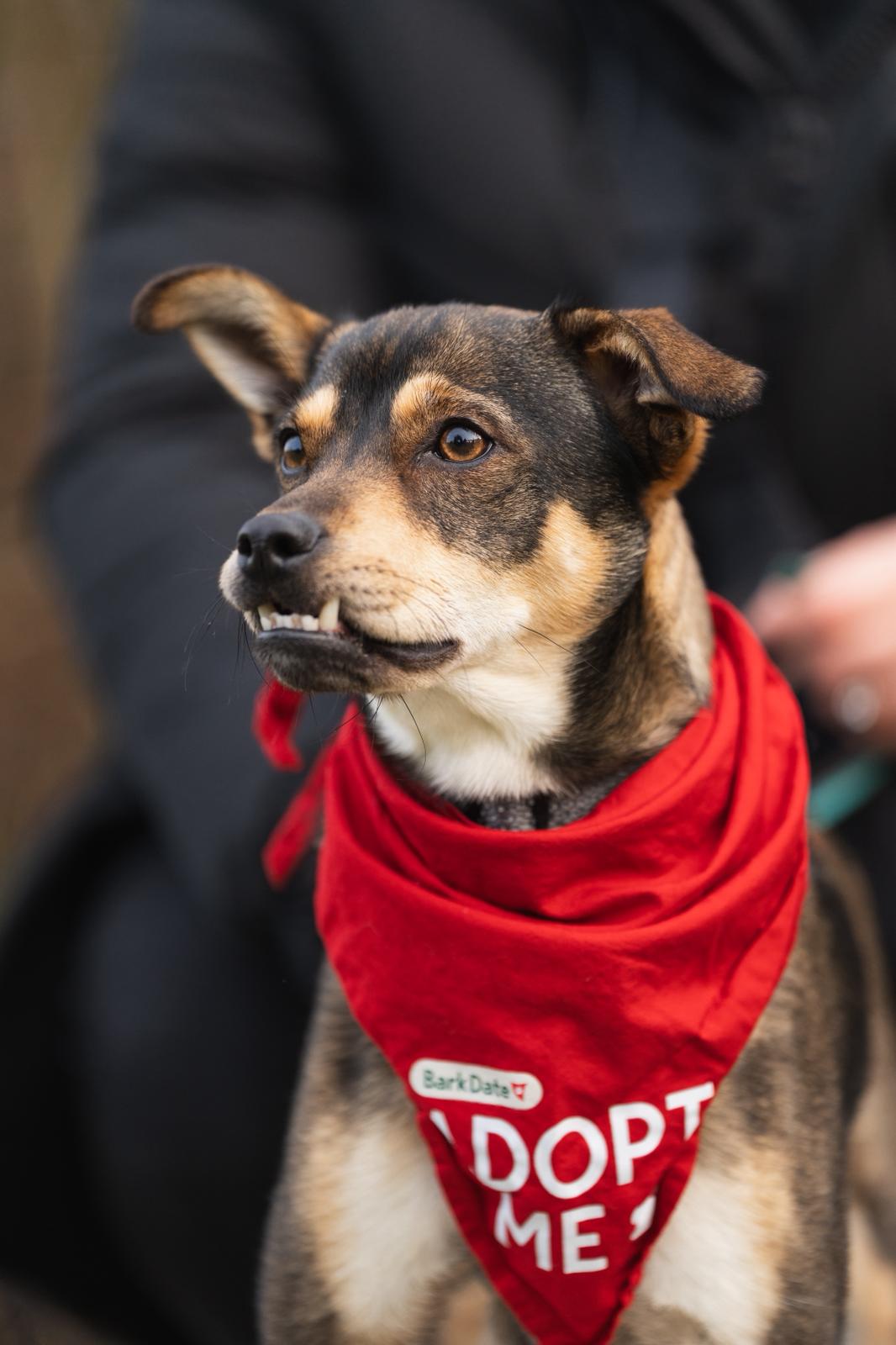 Rüde Marvel adoptieren