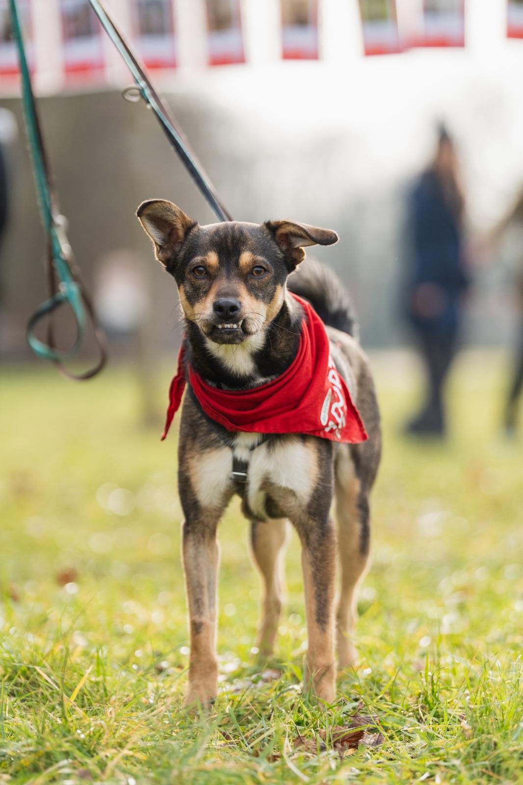 Rüde Marvel adoptieren