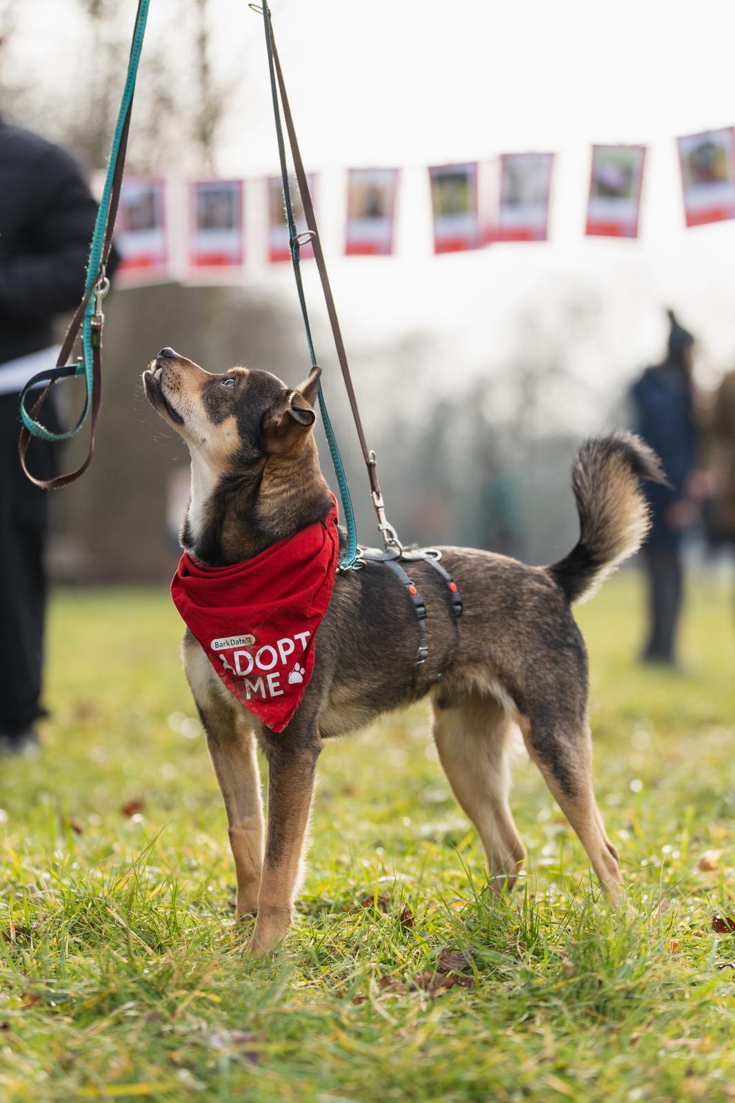 Rüde Marvel adoptieren