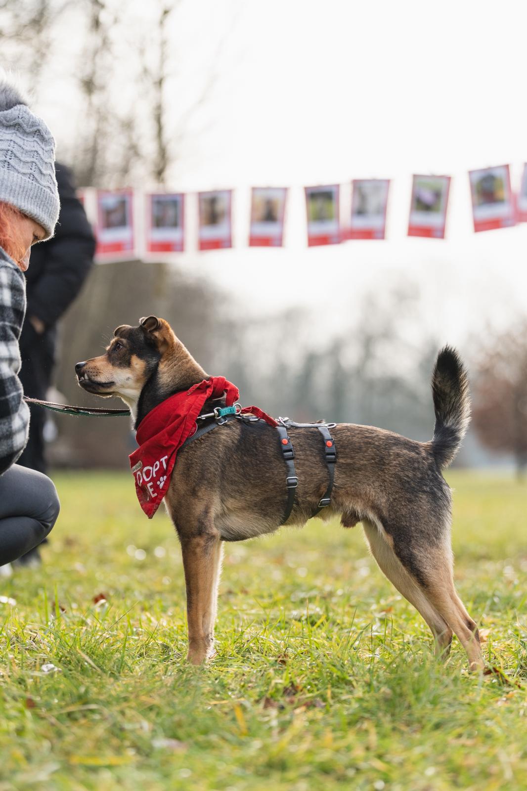 Rüde Marvel adoptieren