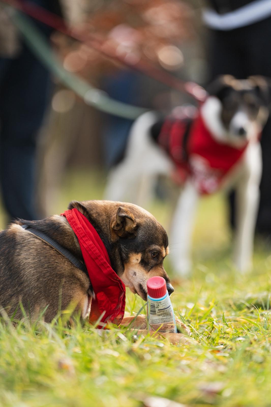 Rüde Marvel adoptieren