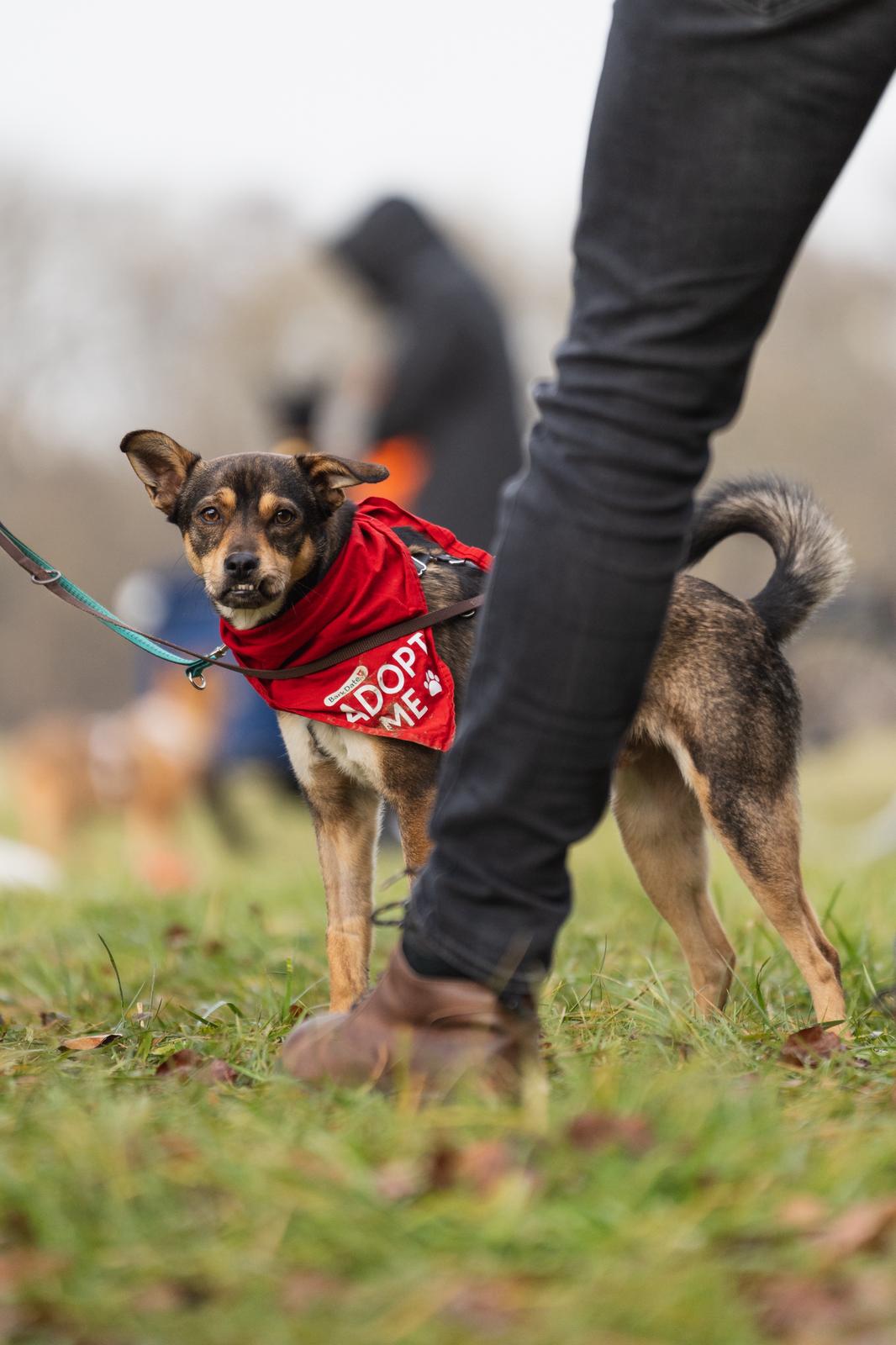Rüde Marvel adoptieren