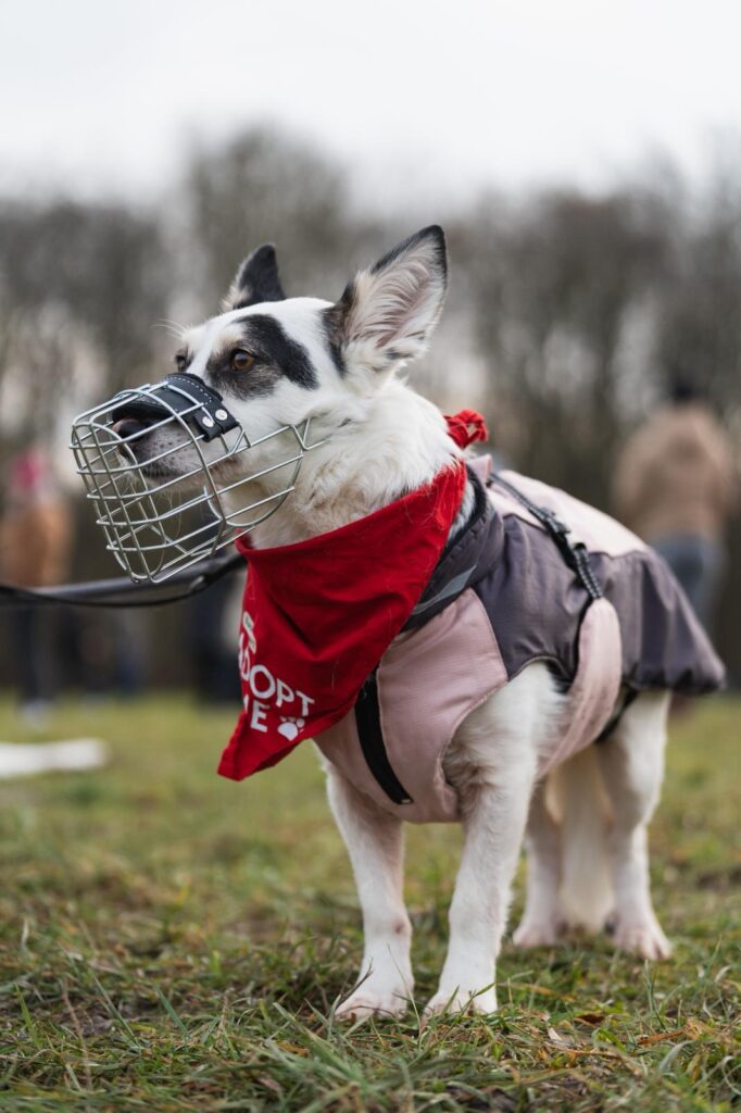 Rüde Pepe adoptieren