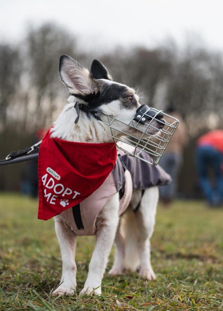 Rüde Pepe adoptieren