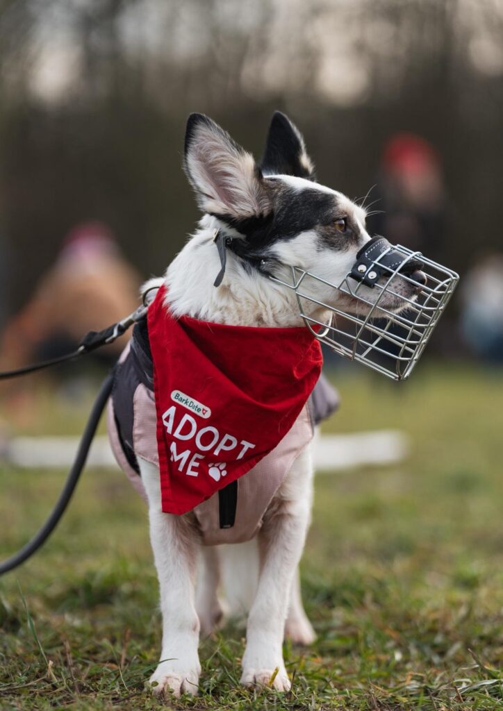 Rüde Pepe adoptieren