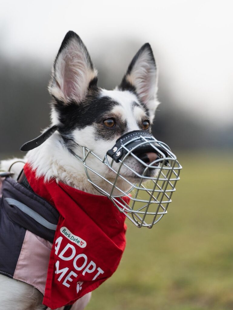 Rüde Pepe adoptieren