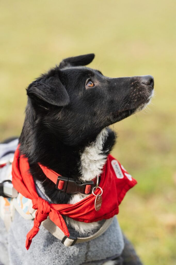Adoptiere Hündin Harcos