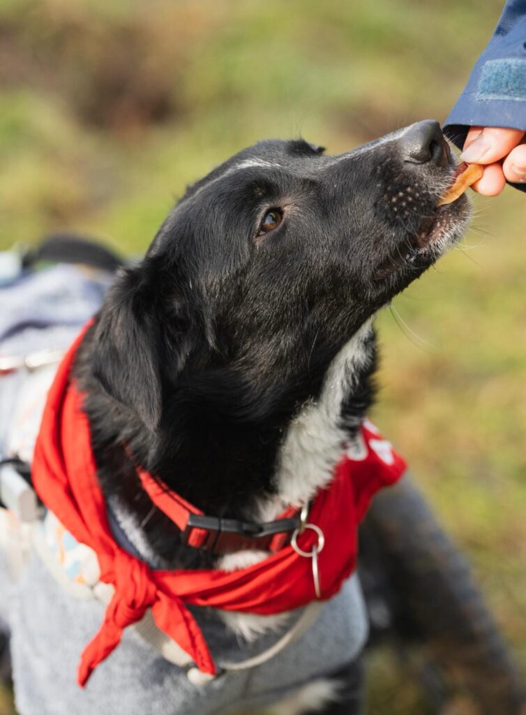 Adoptiere Hündin Harcos