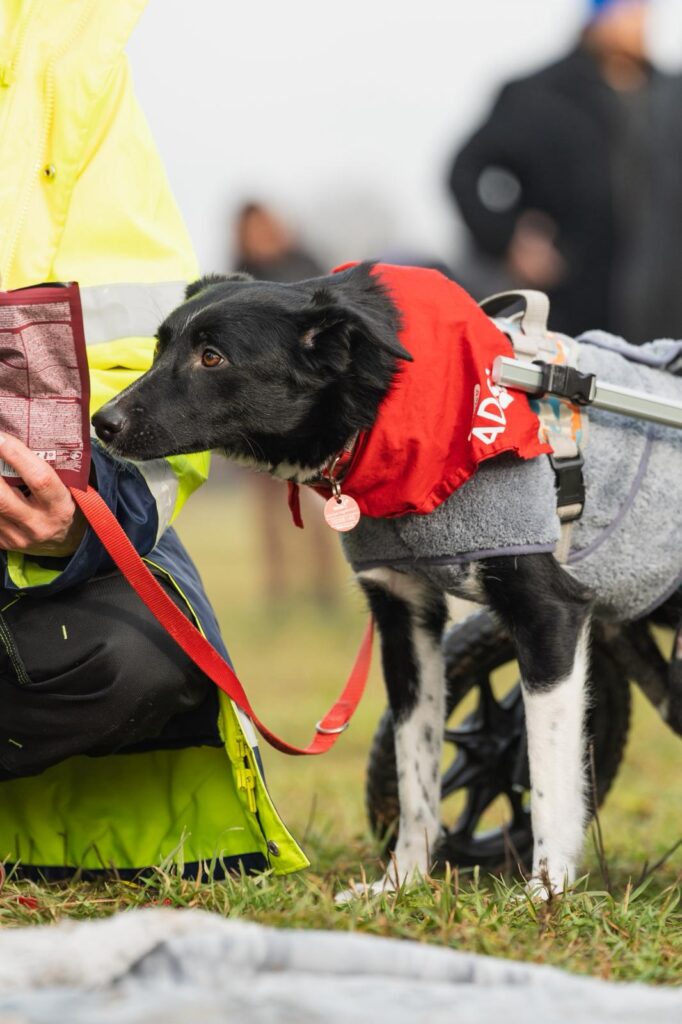Adoptiere Hündin Harcos