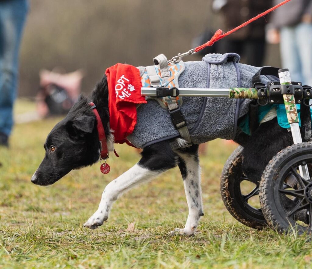 Adoptiere Hündin Harcos