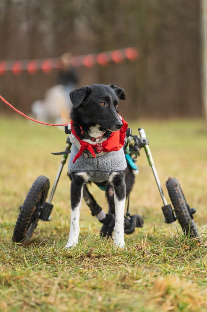 Adoptiere Hündin Harcos