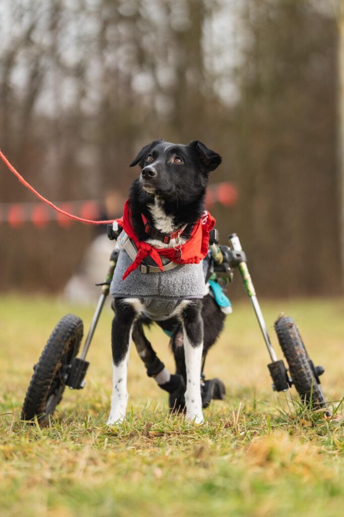 Adoptiere Hündin Harcos