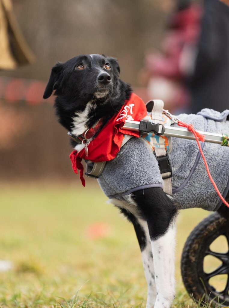 Adoptiere Hündin Harcos