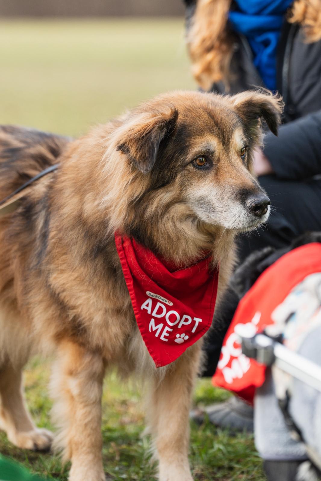 Adoptiere Rüde John Boy