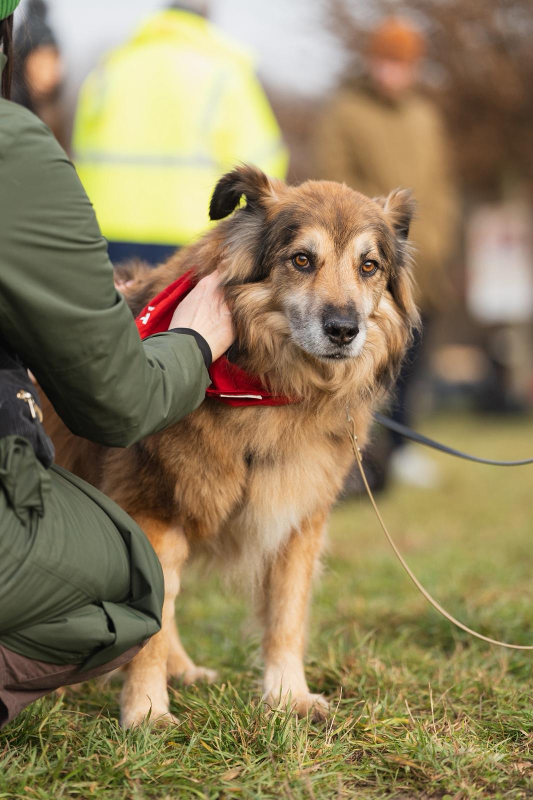 Zuhause gesucht für Rüde John-Boy Adoptiere Rüde John Boy