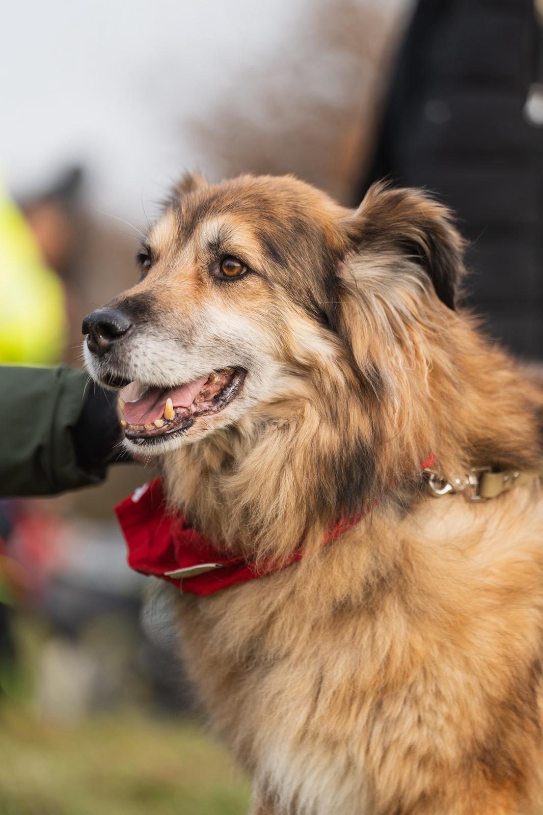 Adoptiere Rüde John Boy