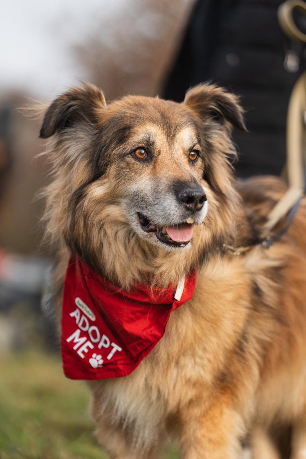 Adoptiere Rüde John Boy