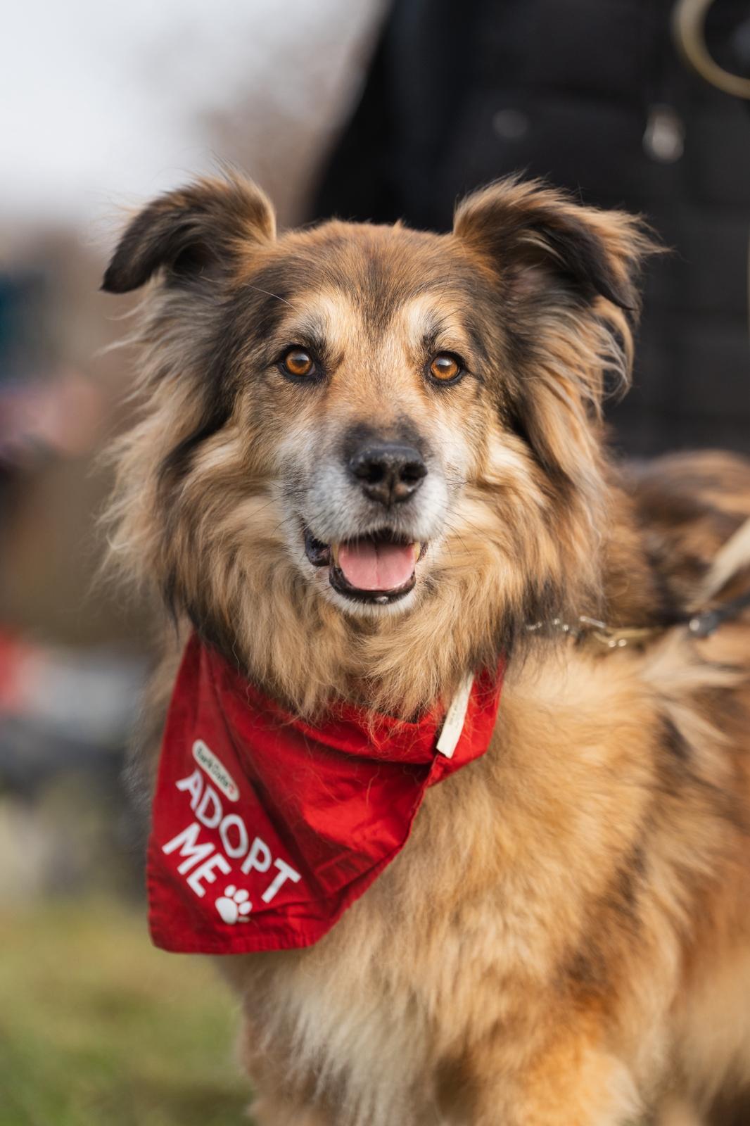Zuhause gesucht für Rüde John-Boy Adoptiere Rüde John Boy