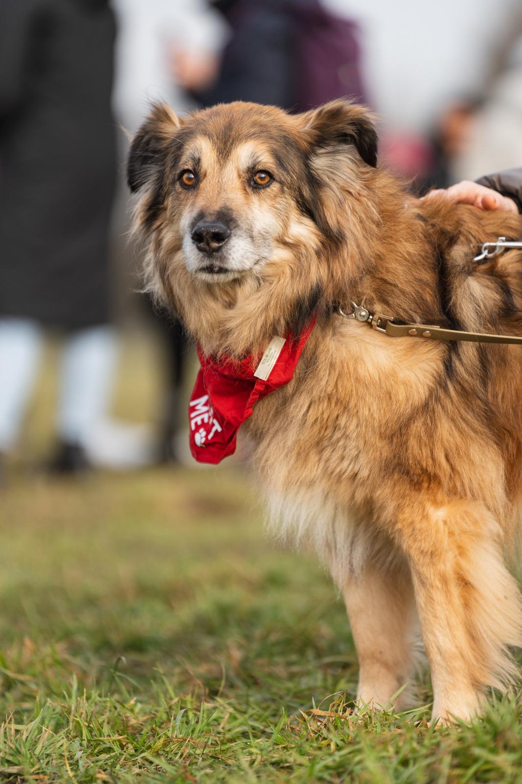 Adoptiere Rüde John Boy