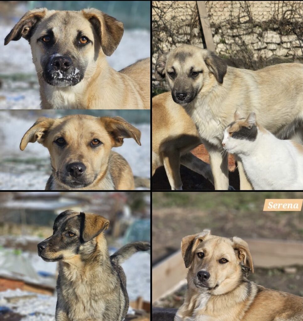 Tala, Fina, Serena, Lari, Eila