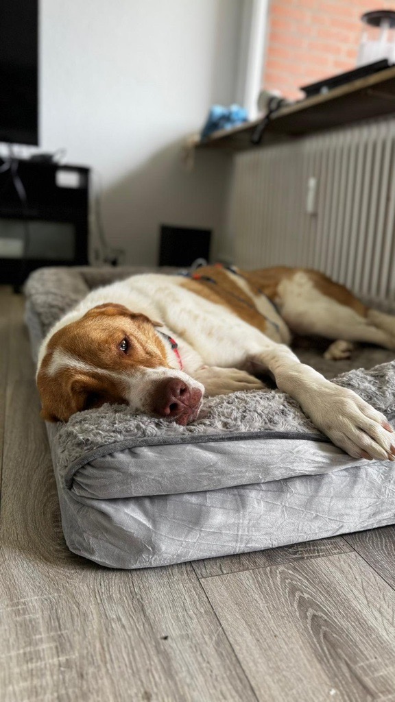 Rüde Wotan adoptieren