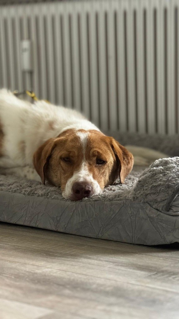 Rüde Wotan adoptieren