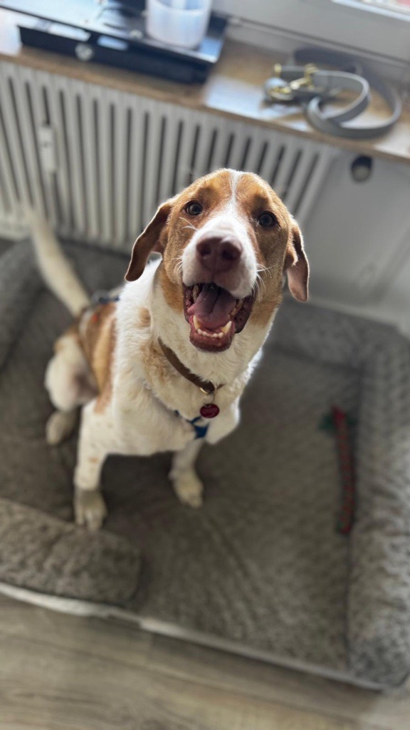 Rüde Wotan adoptieren