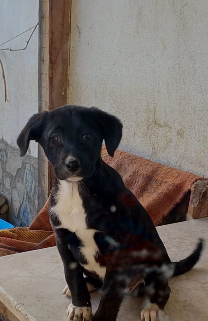 Charlene adoptieren