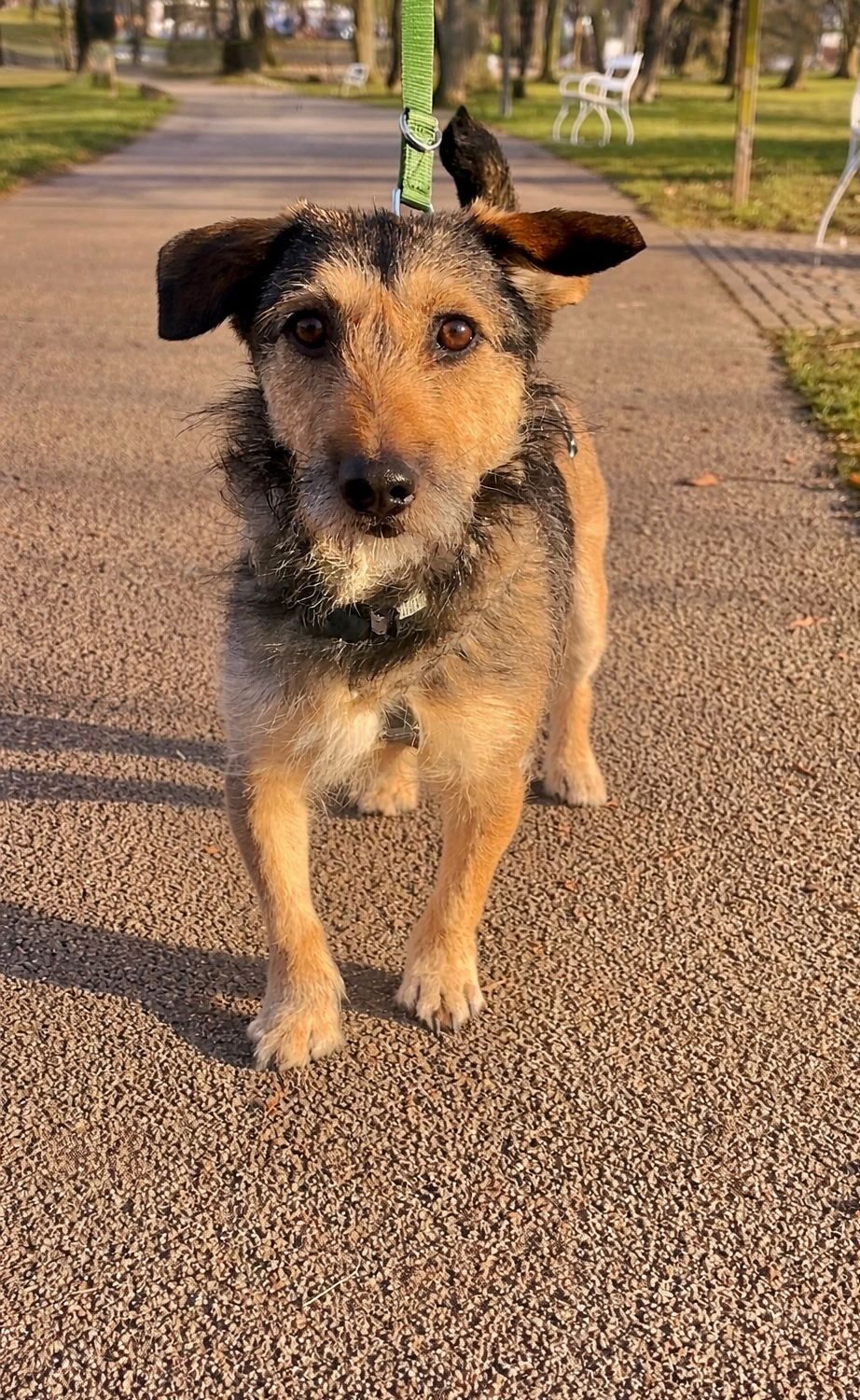 Rüde Loopi adoptieren