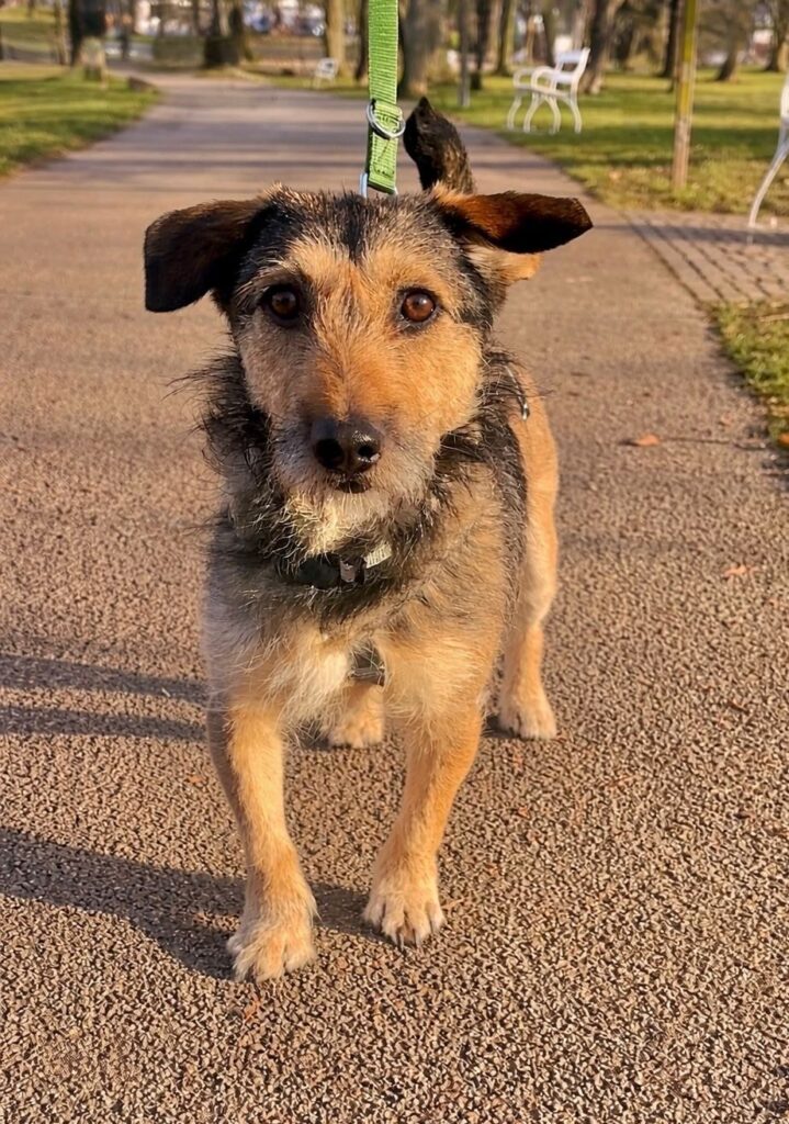 Rüde Loopi adoptieren