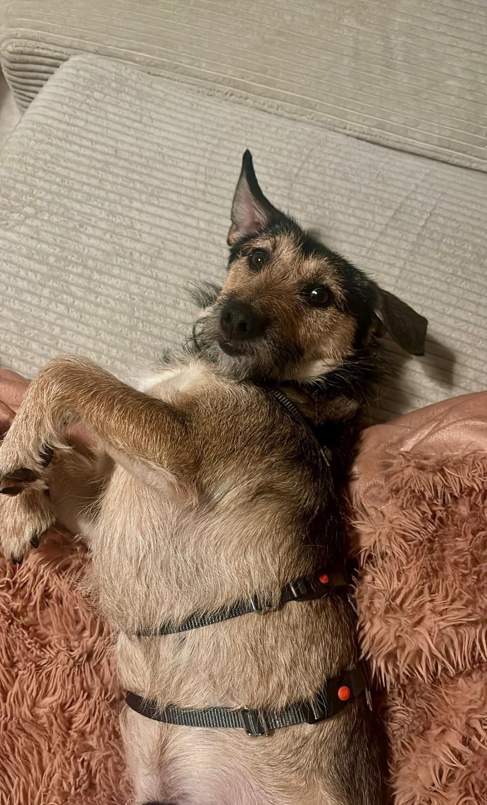 Rüde Loopi adoptieren