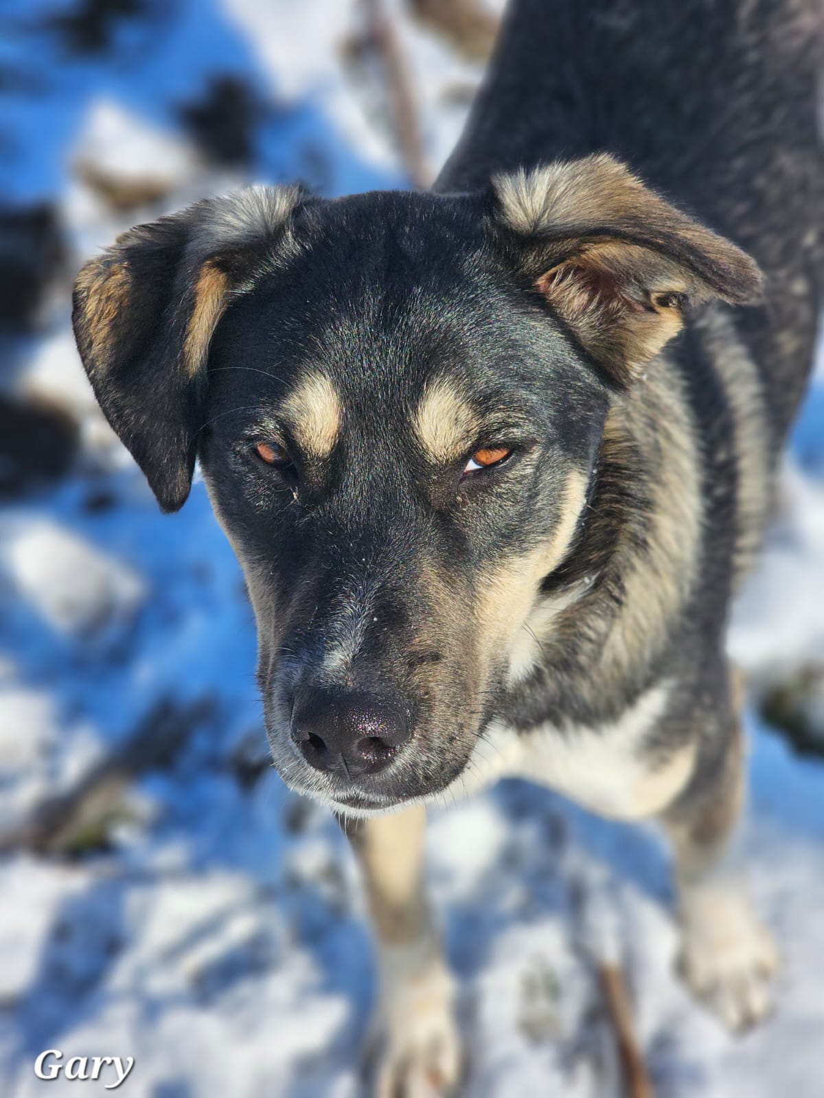 Rüde Gary jetzt adoptieren