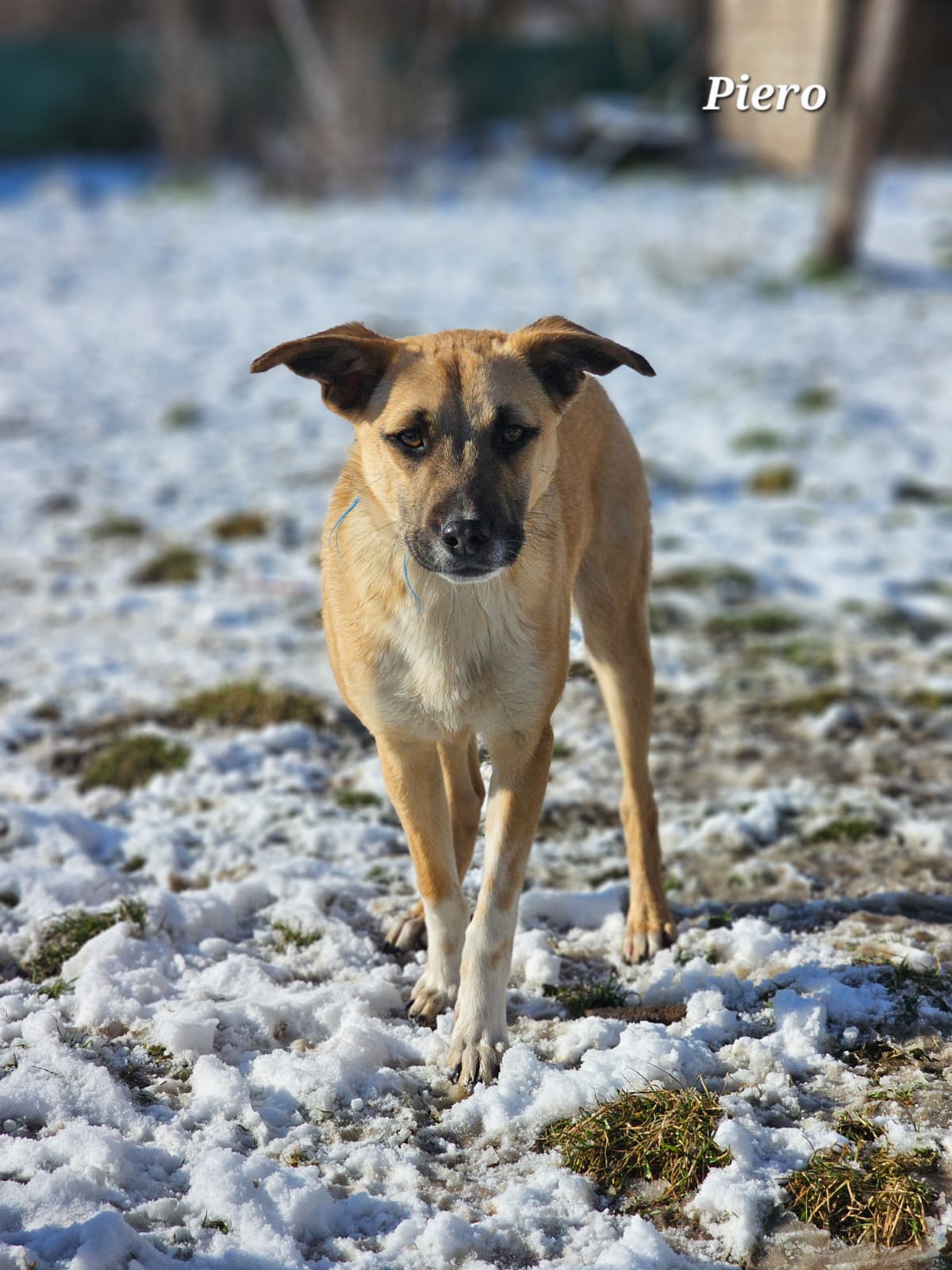 Rüde Piero adoptieren
