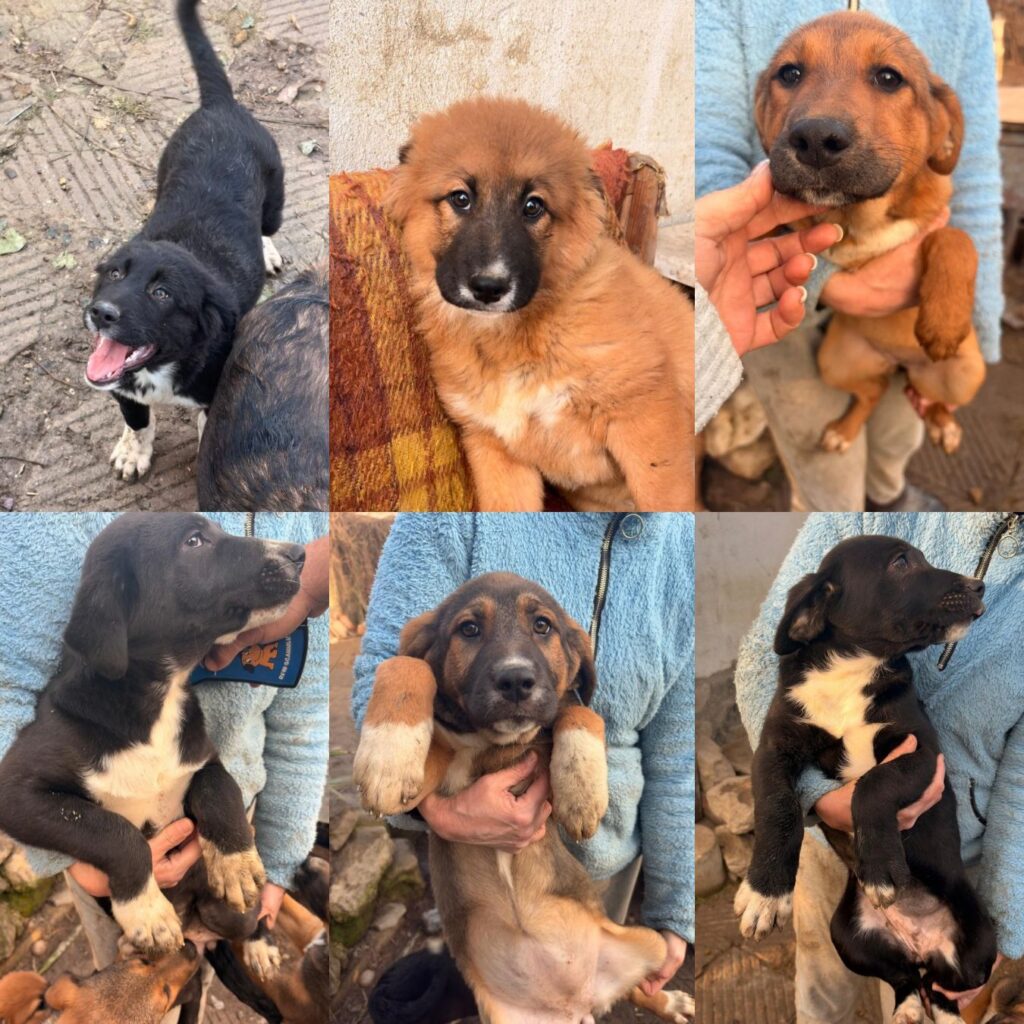 Sechs Welpen in Bulgarien suchen ein Zuhause: willst du sie adoptieren?