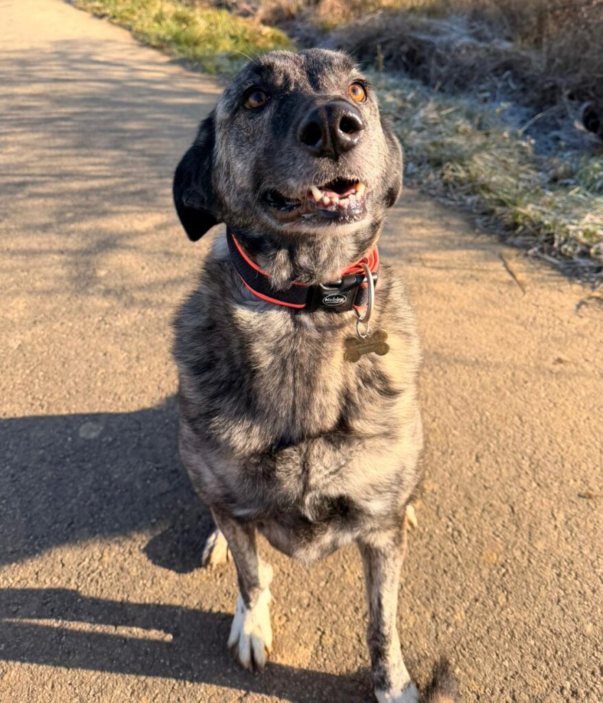 Hündin Lola adoptieren