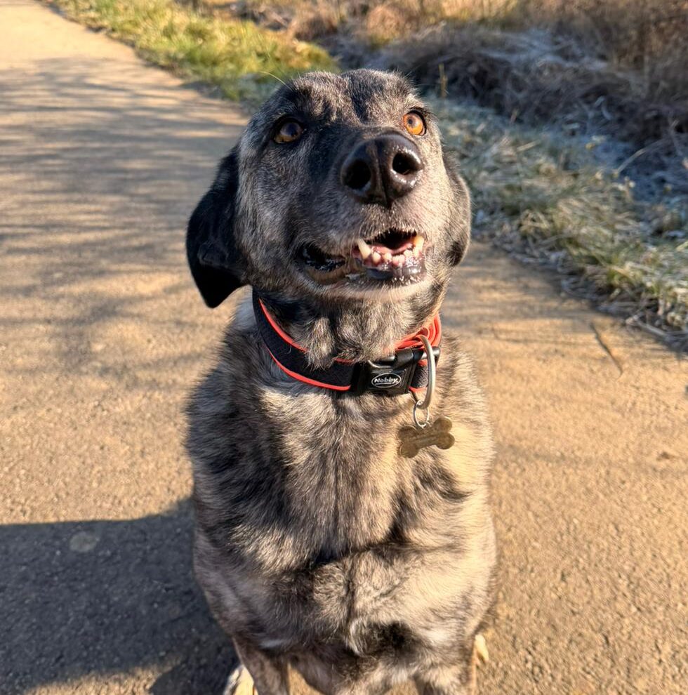 Hündin Lola adoptieren
