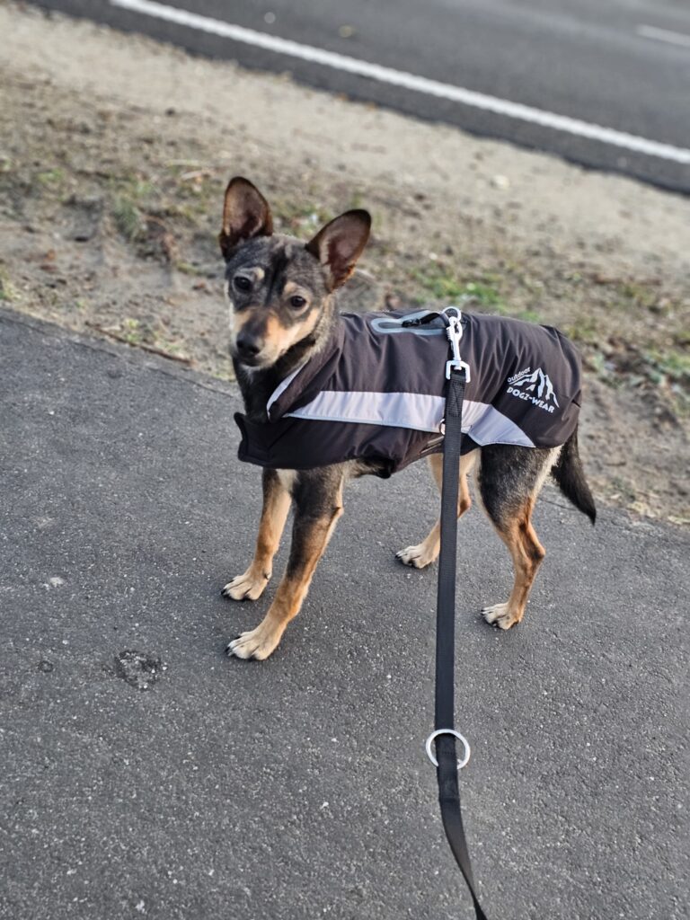 Hündin Flora adoptieren