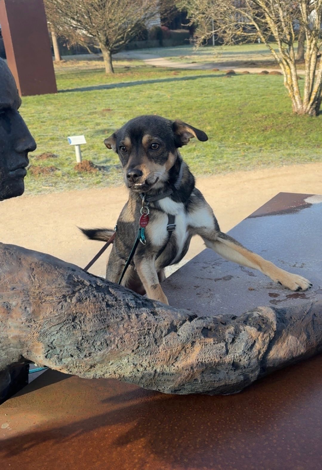 Rüde Marvel adoptieren