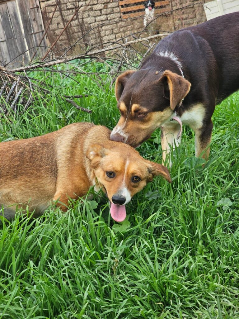 Hündin Kira adoptieren