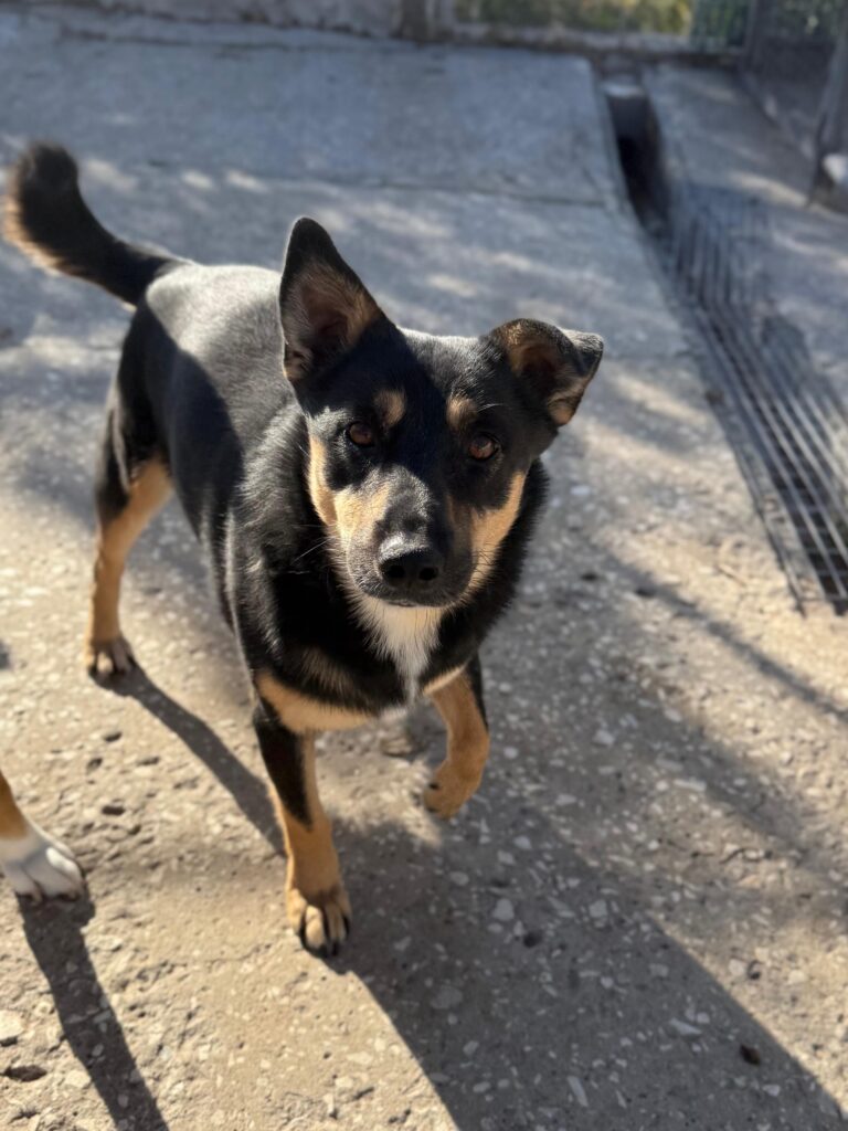 Rüde Hero adoptieren