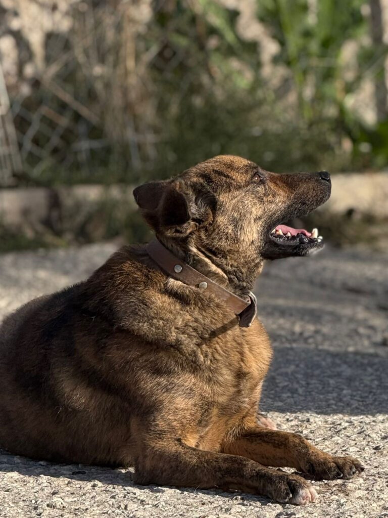 Rüde Tobiko adoptieren