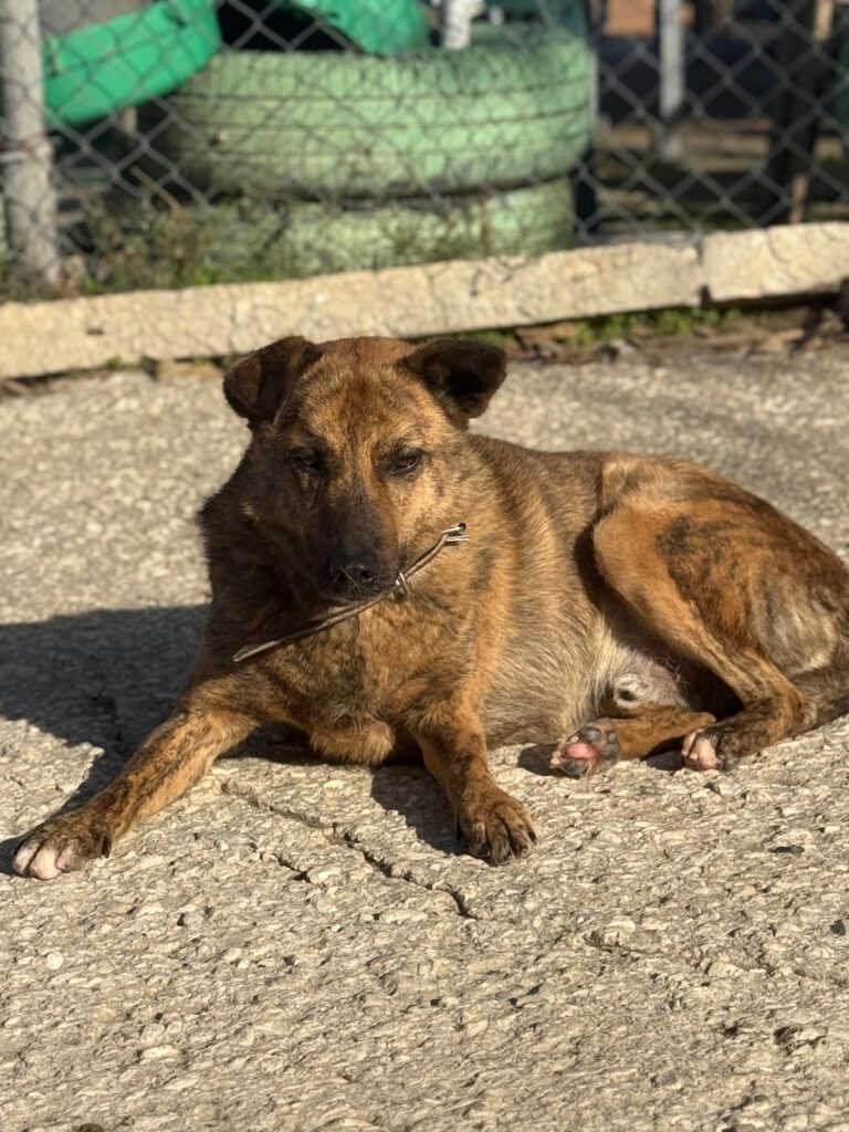 Rüde Tobiko adoptieren