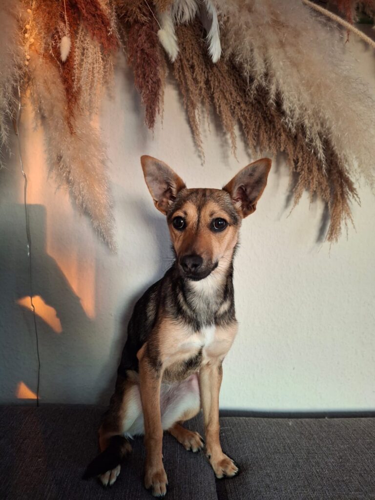 Adoptiere Hündin Twinky