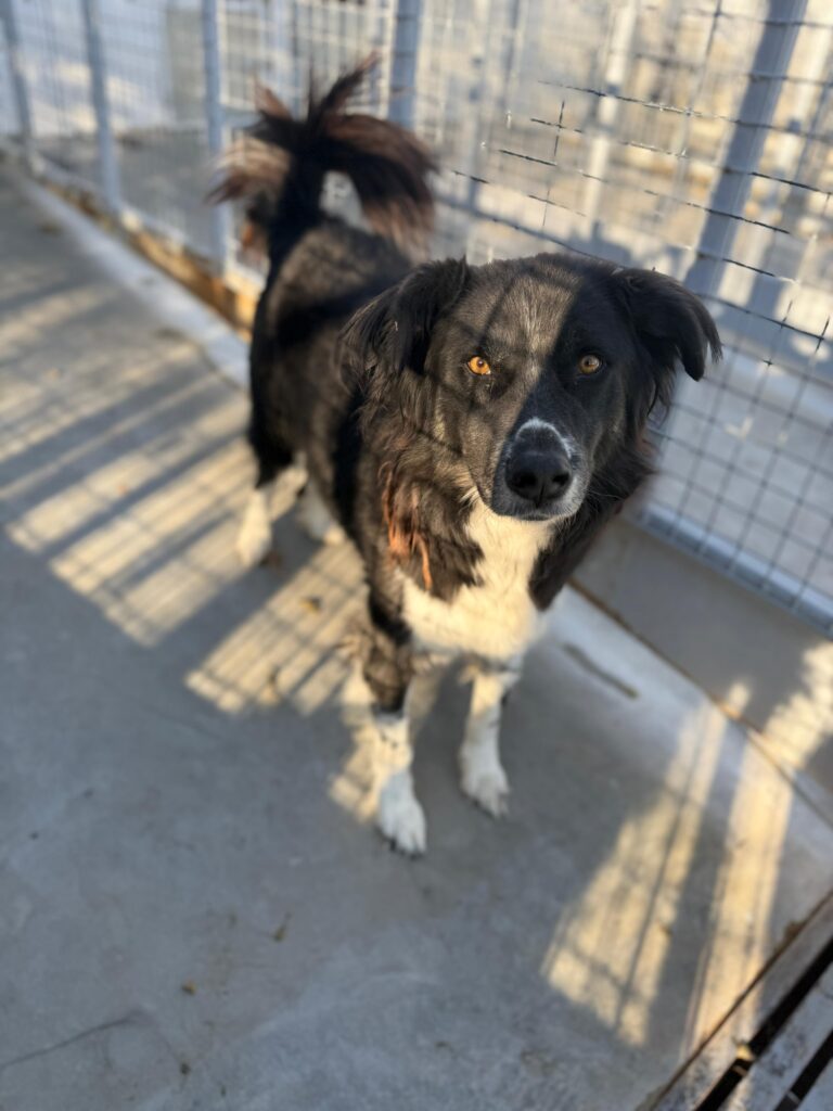 Rüde Tommy adoptieren