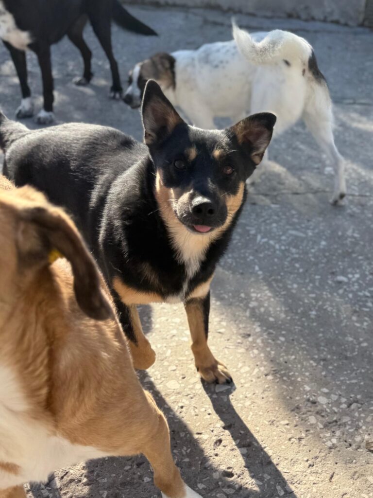 Rüde Hero adoptieren