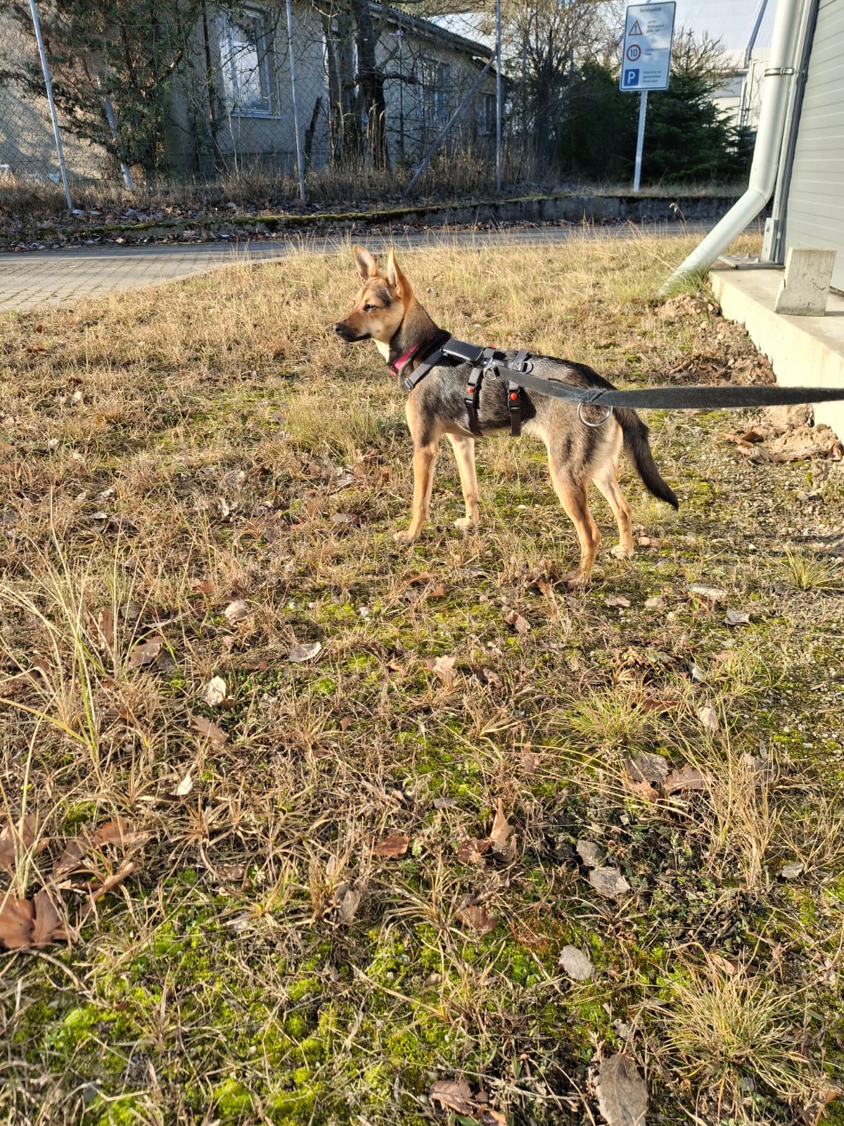 Adoptiere Hündin Twinky