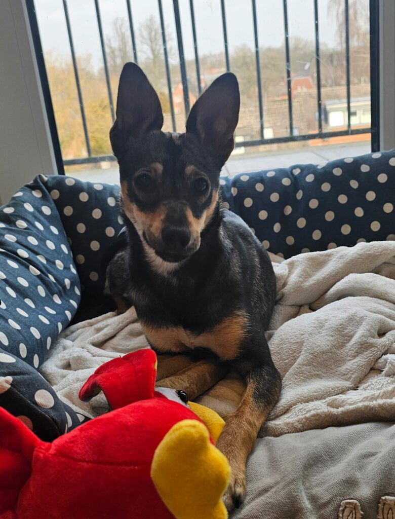 Hündin Flora adoptieren